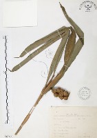 普萊氏月桃、短穗山姜藏品圖，第1張