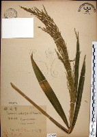 棕葉狗尾草藏品圖，第1張