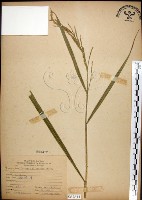 棕葉狗尾草藏品圖，第1張