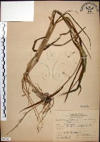 稗藏品圖，第1張