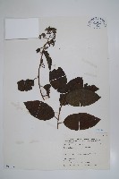 冷飯藤藏品圖，第1張