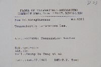 冷飯藤藏品圖，第2張