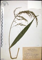 棕葉狗尾草藏品圖，第1張