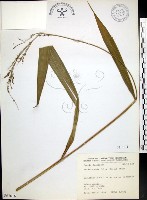 棕葉狗尾草藏品圖，第1張