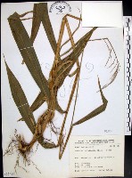 棕葉狗尾草藏品圖，第1張