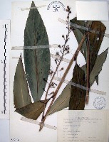 山月桃藏品圖，第1張