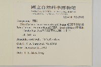 細葉假黃鵪菜藏品圖，第2張