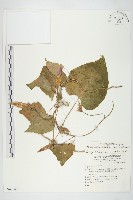 銳葉牽牛藏品圖，第1張