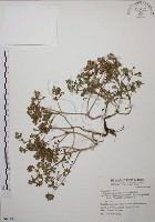 台灣佛甲草、石板菜藏品圖，第1張