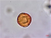 台灣佛甲草、石板菜藏品圖，第2張