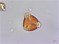 台灣佛甲草、石板菜藏品圖，第3張