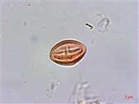 台灣佛甲草、石板菜藏品圖，第4張