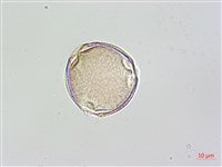 黑果馬交兒藏品圖，第3張