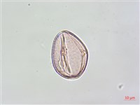 黑果馬交兒藏品圖，第4張