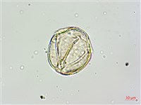 黑果馬交兒藏品圖，第5張