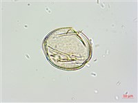 黑果馬交兒藏品圖，第6張