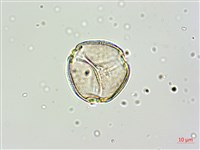 黑果馬交兒藏品圖，第7張