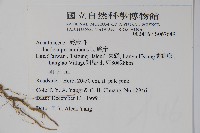 爵床藏品圖，第2張