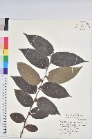 披針葉饅頭果藏品圖，第1張