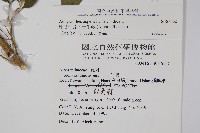 印度牛膝、土牛藤藏品圖，第2張