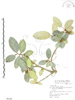 山豬枷藏品圖，第1張