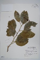 蘭嶼厚殼樹藏品圖，第1張