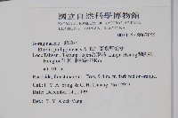 蘭嶼厚殼樹藏品圖，第2張