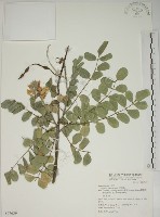 毛苦參藏品圖，第1張