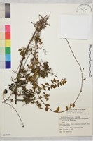 小葉黃鱔藤藏品圖，第2張