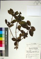 臭娘子藏品圖，第1張