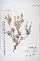 蘄艾、芙蓉菊藏品圖，第1張
