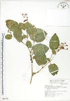 火炭母草藏品圖，第1張