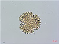 火炭母草藏品圖，第2張