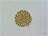 火炭母草藏品圖，第3張