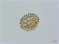 火炭母草藏品圖，第4張