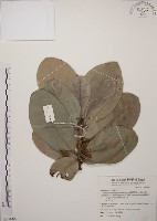 大葉山欖、臺灣膠木藏品圖，第1張