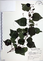 漢氏山葡萄藏品圖，第1張