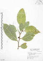 白肉榕、島榕藏品圖，第1張