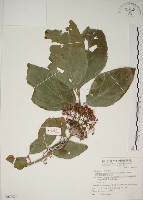 朝鮮紫珠、蘭嶼女兒茶藏品圖，第1張