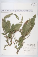 地膽草、毛蓮菜藏品圖，第1張