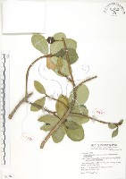 鵝鑾鼻蔓榕藏品圖，第1張