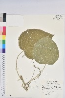 花蓮鐵莧、臺東鐵莧藏品圖，第1張