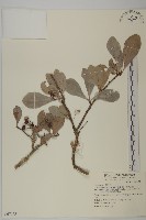 蘭嶼裸實藏品圖，第1張