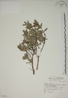 水芫花藏品圖，第1張