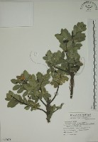 南嶺蕘花藏品圖，第1張