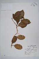 爬森藤藏品圖，第1張