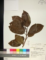 臭娘子藏品圖，第1張