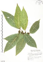 對葉榕藏品圖，第1張