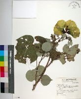 黃槿藏品圖，第1張