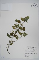 賽山藍藏品圖，第1張